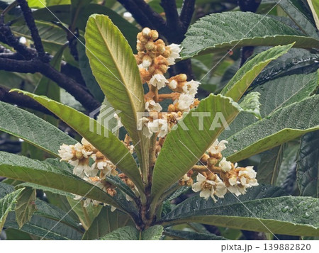 Macro detail of Eriobotrya japonica blossoms and foliage after rain shower 139882820