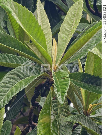 Flowering Eriobotrya japonica branches with raindrops in Cordoba Argentina 139882821