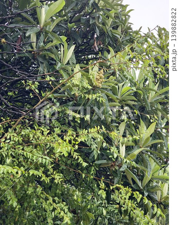 Eriobotrya japonica flowering branches after rain in Cordoba Argentina garden 139882822