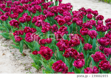 Red double Tulipa gesneriana, burgundy peony flowered tulips blooming in garden flower bed in spring Red double Tulipa gesneriana, burgundy peony flowered tulips blooming in garden flower bed in spring 139882855