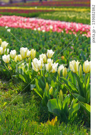 White tulips Tulipa gesneriana blooming in spring field with colorful background, tulip plantation White tulips Tulipa gesneriana blooming in spring field with colorful background, tulip plantation 139882862