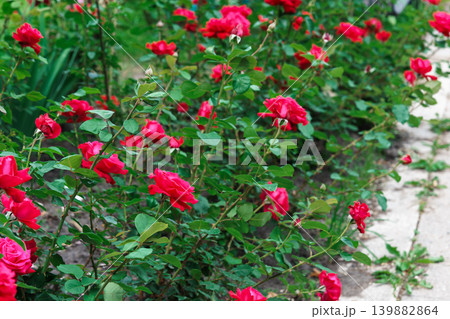 Colorful rose bushes with red blooming flowers in lush summer garden landscape background Colorful rose bushes with red blooming flowers in lush summer garden landscape background 139882864
