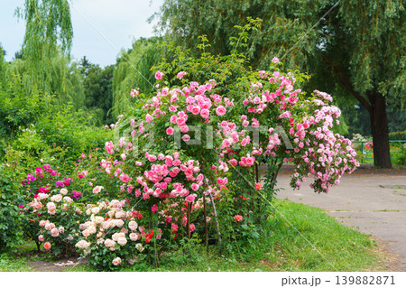 Bush of soft pink rose flowers blooming in garden with green leaves and natural background Bush of soft pink rose flowers blooming in garden with green leaves and natural background 139882871