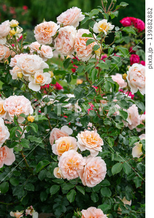 Bush of soft peach pink rose flowers blooming in garden with green leaves and natural background Bush of soft peach pink rose flowers blooming in garden with green leaves and natural background 139882882