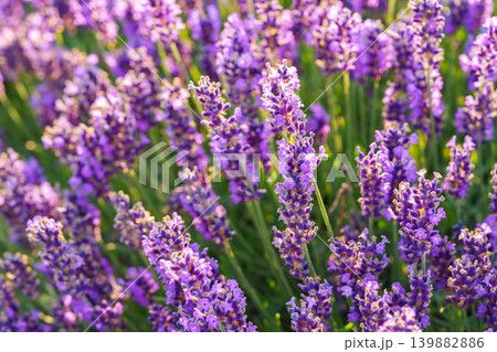 Blooming lavender medicinal herb bush with aromatic purple flowers in sunny summer garden landscape 139882886