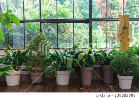 Indoor greenhouse with wooden floor and lush green plants in flowerpots near large windows Indoor greenhouse with wooden floor and lush green plants in flowerpots near large windows 139882898