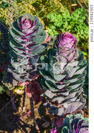 Purple ornamental cabbage, flowering kale Brassica oleracea plant growing in sunny vegetable garden Purple ornamental cabbage, flowering kale Brassica oleracea plant growing in sunny vegetable garden 139882905
