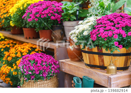Colorful chrysanthemums in pots on wooden shelves inside autumn greenhouse garden, decorative plants 139882914