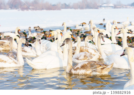White swans and ducks swimming on winter lake with icy water. Migration and natural animal behavior White swans and ducks swimming on winter lake with icy water. Migration and natural animal behavior 139882916