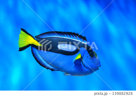 Blue tang, Paracanthurus hepatus or blue surgeonfish tropical fish on blue water aquarium background 139882928