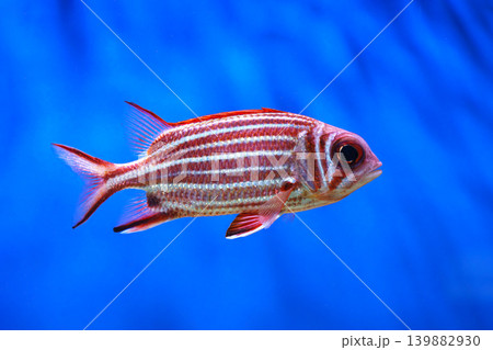 Red striped squirrelfish Sargocentron cornutum swimming in blue aquarium water background 139882930