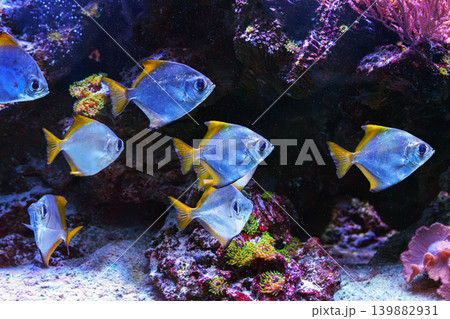 Close up of Silver moony fish Monodactylus argenteus swimming in clear aquarium water with reefs 139882931