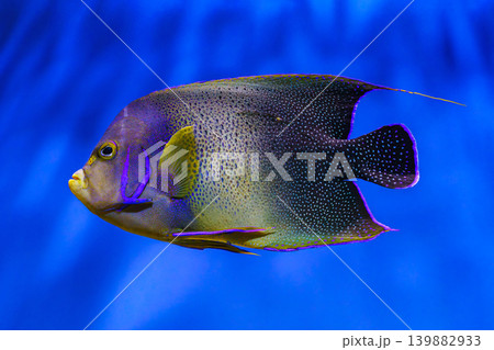 French angelfish, Pomacanthus paru swimming in blue aquarium water background 139882933