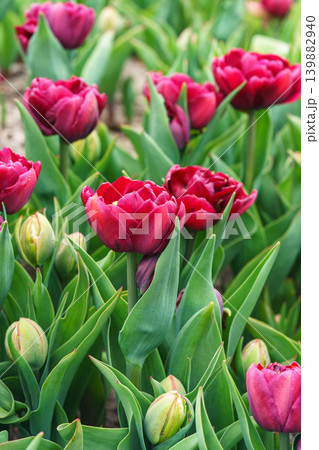 Red double Tulipa gesneriana, burgundy peony flowered tulip blooming in garden flower bed in spring Red double Tulipa gesneriana, burgundy peony flowered tulip blooming in garden flower bed in spring 139882940