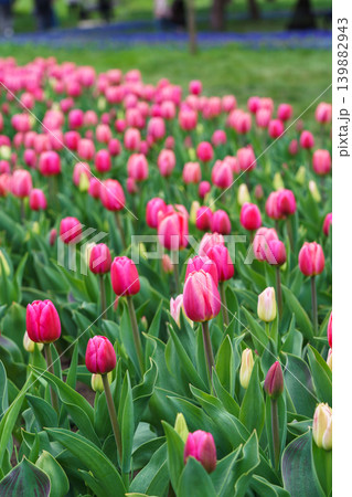 Pink tulips Tulipa gesneriana in bloom, rows in field perspective view, spring tulip plantation 139882943