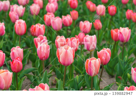 Pink tulips Tulipa gesneriana closeup blooming flowers in field or garden, spring tulip plantation Pink tulips Tulipa gesneriana closeup blooming flowers in field or garden, spring tulip plantation 139882947