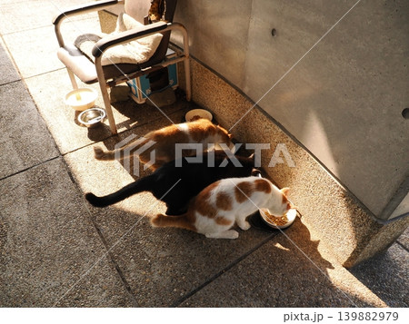 日陰で休む可愛い猫たち 日陰で休む可愛い猫たち 139882979