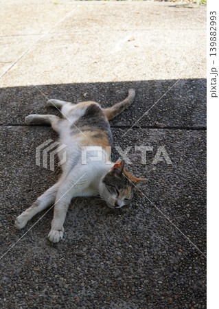日陰で休む可愛い猫たち 日陰で休む可愛い猫たち 139882993