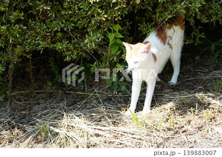 日陰で休む可愛い猫たち 日陰で休む可愛い猫たち 139883007