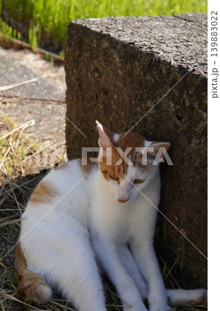 日陰で休む可愛い猫たち 日陰で休む可愛い猫たち 139883022