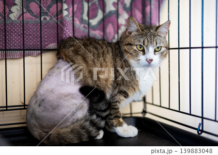 Postsurgery feline in shelter. Rescued feline with shaved fur recovering inside metal cage Postsurgery feline in shelter. Rescued feline with shaved fur recovering inside metal cage 139883048