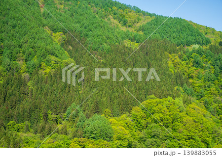 鮮やかな新緑の山肌《岐阜県 高山市》 139883055