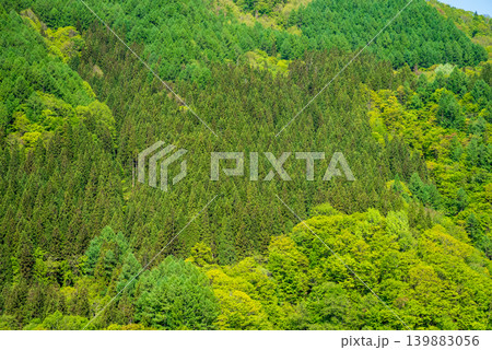 鮮やかな新緑の山肌《岐阜県 高山市》 鮮やかな新緑の山肌《岐阜県 高山市》 139883056