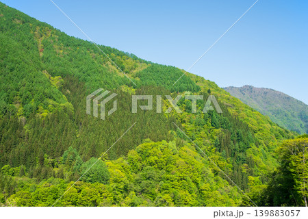 鮮やかな新緑の山肌《岐阜県 高山市》 鮮やかな新緑の山肌《岐阜県 高山市》 139883057