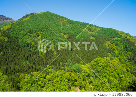 鮮やかな新緑の山肌《岐阜県 高山市》 139883060