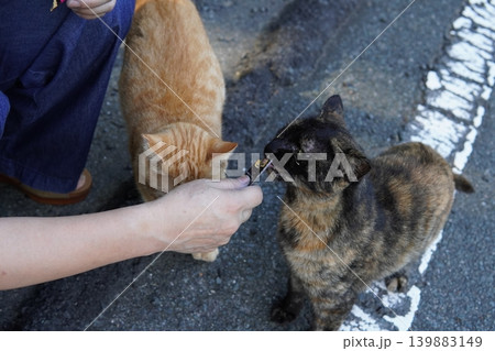 可愛い子猫の楽しいひと時 可愛い子猫の楽しいひと時 139883149