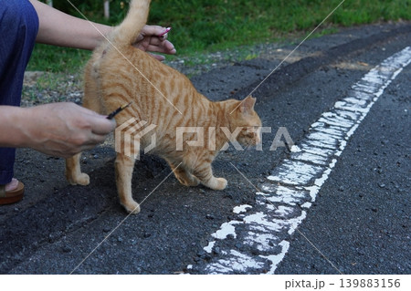 可愛い子猫の楽しいひと時 可愛い子猫の楽しいひと時 139883156