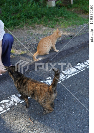 可愛い子猫の楽しいひと時 可愛い子猫の楽しいひと時 139883160