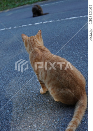 可愛い子猫の楽しいひと時 可愛い子猫の楽しいひと時 139883163