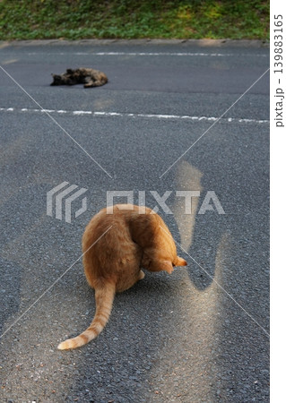 可愛い子猫の楽しいひと時 可愛い子猫の楽しいひと時 139883165