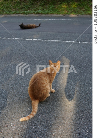 可愛い子猫の楽しいひと時 139883166