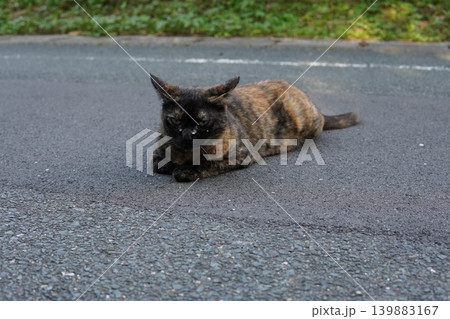 可愛い子猫の楽しいひと時 可愛い子猫の楽しいひと時 139883167