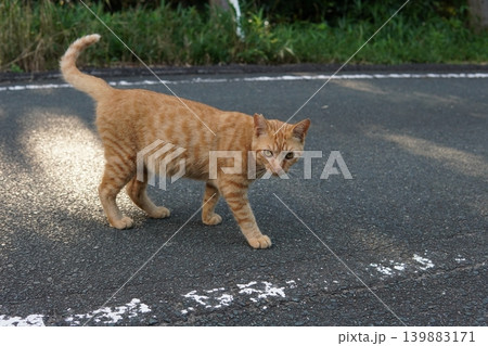 可愛い子猫の楽しいひと時 可愛い子猫の楽しいひと時 139883171