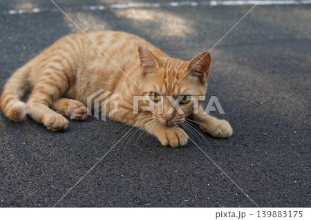 可愛い子猫の楽しいひと時 139883175