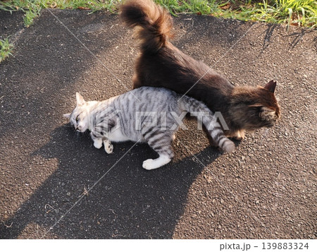 じゃれ合う可愛い猫たち 139883324