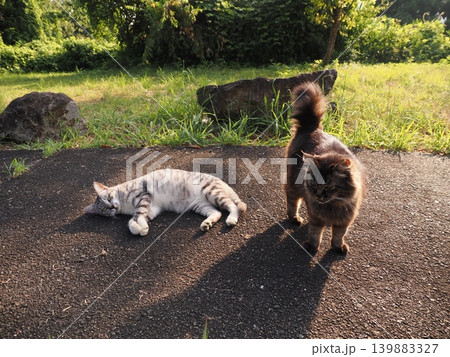 じゃれ合う可愛い猫たち じゃれ合う可愛い猫たち 139883327