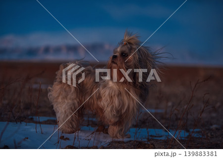 Shih tzu dog on mountains background at twilight Shih tzu dog on mountains background at twilight 139883381