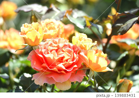 バラ園でみた花 バラ園でみた花 139883431