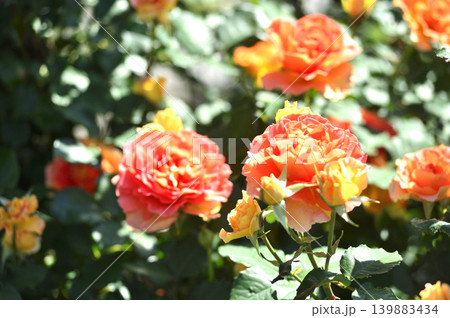 バラ園でみた花 バラ園でみた花 139883434