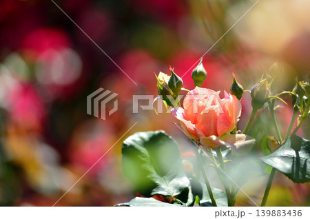 バラ園でみた花 バラ園でみた花 139883436