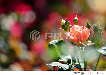 バラ園でみた花 バラ園でみた花 139883437