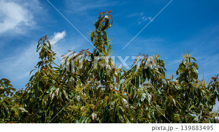 Avocado tree branches reach upward under a clear blue sky. Yellow flowers bloom alongside fresh red leaves on a sunny day. Wispy clouds float above the vibrant scene. Avocado tree branches reach upward under a clear blue sky. Yellow flowers bloom alongside fresh red leaves on a sunny day. Wispy clouds float above the vibrant scene. 139883495