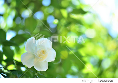 バラ園でみた花 139883501