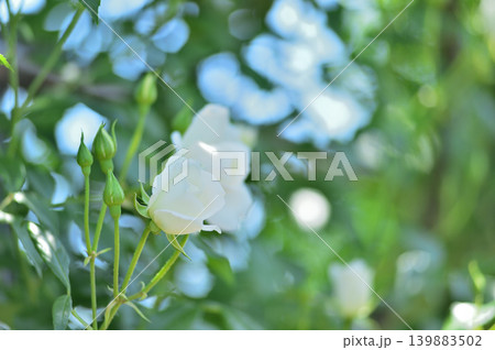バラ園でみた花 バラ園でみた花 139883502