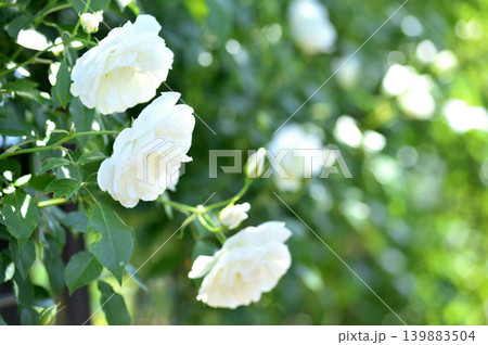 バラ園でみた花 バラ園でみた花 139883504