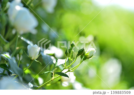 バラ園でみた花 バラ園でみた花 139883509